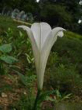 Lilium Longiflorum Saponins